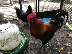 cockerel and hen